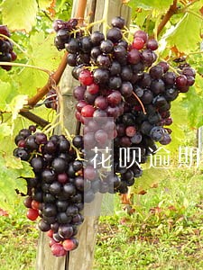 花呗逾期36天提前终止合同 花呗逾期36天提前终止合同