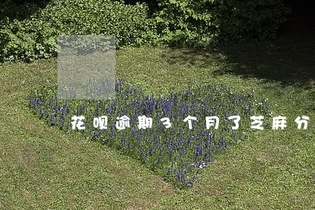 花呗逾期3个月了芝麻分没掉 花呗逾期3个月了芝麻分没掉