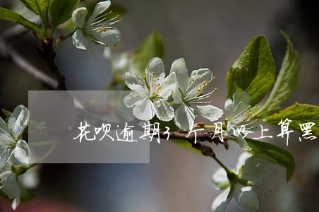 花呗逾期3个月以上算黑户吗 花呗逾期3个月以上算黑户吗