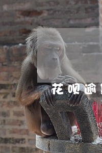 花呗逾期3个月会上黑名单吗 花呗逾期3个月会上黑名单吗