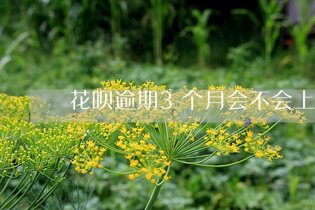 花呗逾期3个月会不会上征信 花呗逾期3个月会不会上征信