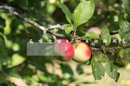 花呗逾期3个月会给朋友打电话吗
