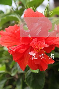 花呗逾期3个月芝麻信用 花呗逾期3个月芝麻信用