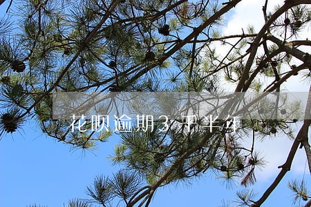 花呗逾期3千半年 花呗逾期3千半年