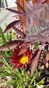 花呗逾期3天会催收吗 花呗逾期3天会催收吗