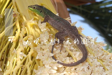 花呗逾期3天的图片 花呗逾期3天的图片