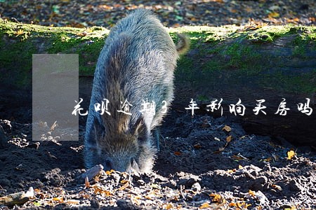 花呗逾期3年影响买房吗 花呗逾期3年影响买房吗