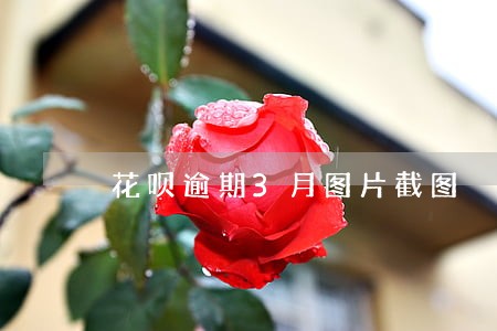 花呗逾期3月图片截图