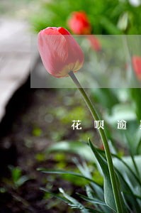 花呗逾期40多天怎么恢复 花呗逾期40多天怎么恢复