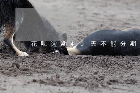 花呗逾期40天不能分期 花呗逾期40天不能分期