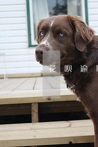 花呗逾期40天会上征信吗 花呗逾期40天会上征信吗