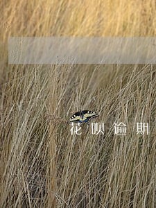 花呗逾期40天可以协商 花呗逾期40天可以协商