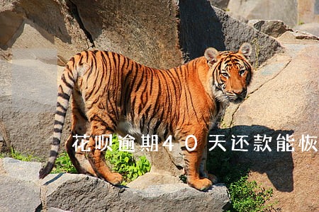 花呗逾期40天还款能恢复吗 花呗逾期40天还款能恢复吗