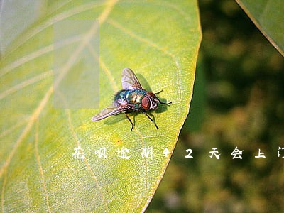 花呗逾期42天会上门吗
