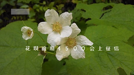 花呗逾期4500会上征信 花呗逾期4500会上征信