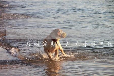 花呗逾期45天不接电话会怎样 花呗逾期45天不接电话会怎样