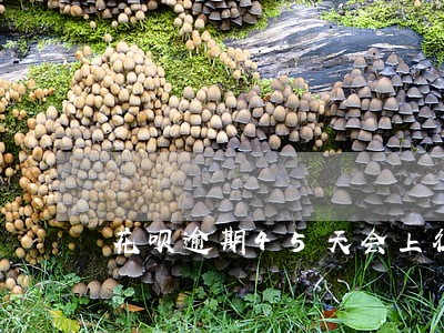 花呗逾期45天会上征信么 花呗逾期45天会上征信么