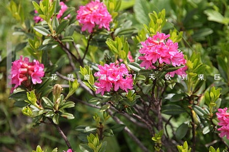 花呗逾期47天收到深巨元的信息 花呗逾期47天收到深巨元的信息
