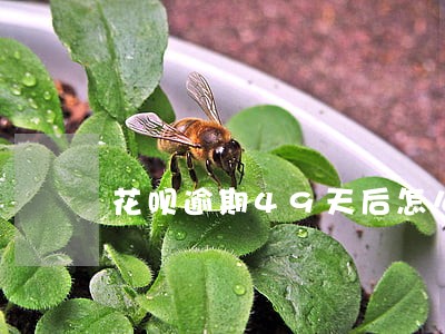 花呗逾期49天后怎么找客服 花呗逾期49天后怎么找客服