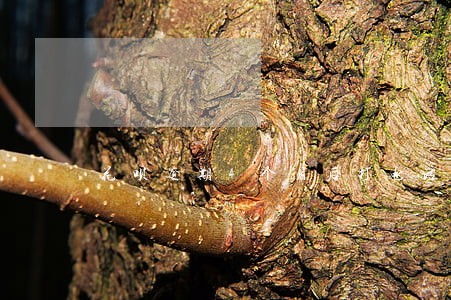 花呗逾期4个月后打电话还款 花呗逾期4个月后打电话还款