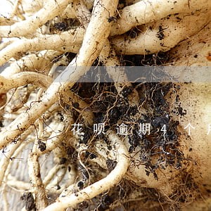 花呗逾期4个月多少利息怎么算 花呗逾期4个月多少利息怎么算