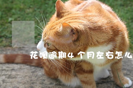 花呗逾期4个月左右怎么恢复 花呗逾期4个月左右怎么恢复