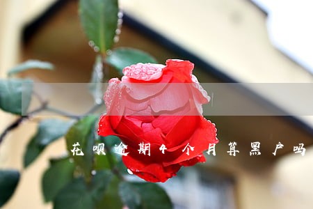 花呗逾期4个月算黑户吗 花呗逾期4个月算黑户吗