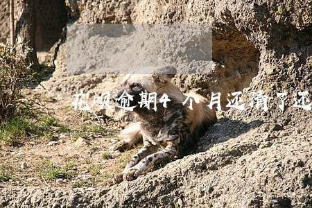 花呗逾期4个月还清了还能再用吗 花呗逾期4个月还清了还能再用吗