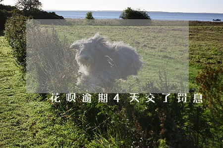花呗逾期4天交了罚息 花呗逾期4天交了罚息