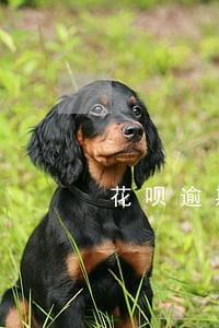 花呗逾期4天什么时候恢复正常 花呗逾期4天什么时候恢复正常