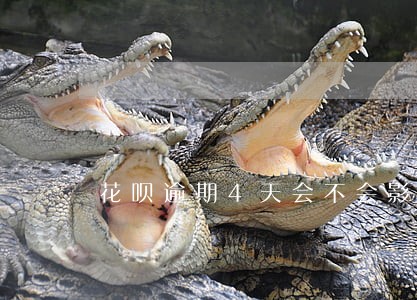 花呗逾期4天会不会影响征信 花呗逾期4天会不会影响征信