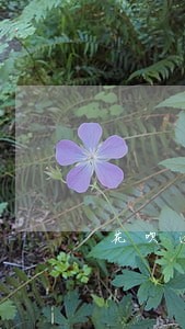 花呗逾期4天冻结多久才恢复 花呗逾期4天冻结多久才恢复