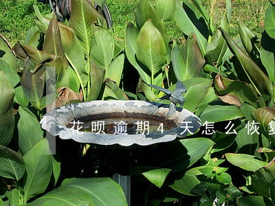 花呗逾期4天怎么恢复 花呗逾期4天怎么恢复
