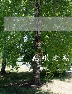 花呗逾期4天根备用金 花呗逾期4天根备用金