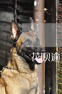 花呗逾期4天被冻结影响借呗吗 花呗逾期4天被冻结影响借呗吗