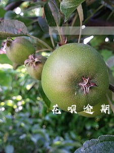 花呗逾期4年还上了芝麻分 花呗逾期4年还上了芝麻分