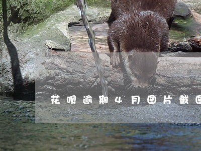 花呗逾期4月图片截图 花呗逾期4月图片截图