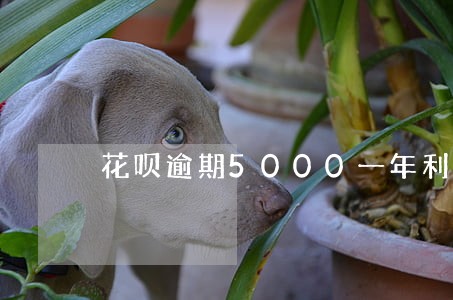 花呗逾期5000一年利息多少 花呗逾期5000一年利息多少