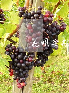花呗逾期500一个月是多少钱 花呗逾期500一个月是多少钱