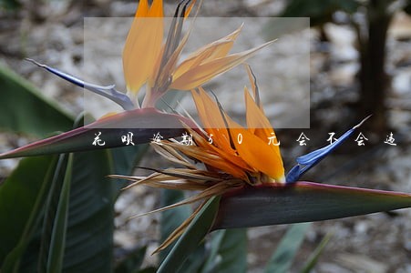 花呗逾期50元会不会违法 花呗逾期50元会不会违法