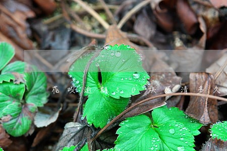 花呗逾期50块还清多久评g 花呗逾期50块还清多久评g