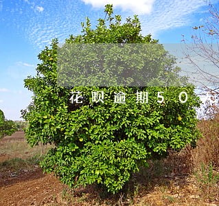 花呗逾期50天会上央行征信吗 花呗逾期50天会上央行征信吗