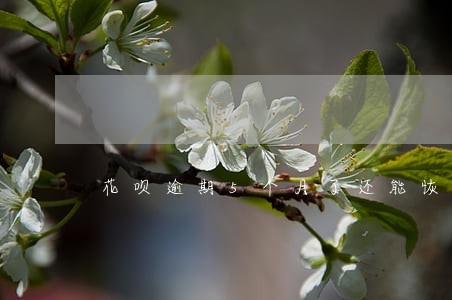 花呗逾期5个月了还能恢复芝麻吗 花呗逾期5个月了还能恢复芝麻吗