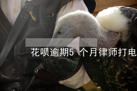 花呗逾期5个月律师打电话来 花呗逾期5个月律师打电话来