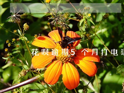 花呗逾期5个月打电话吗