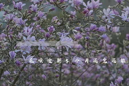 花呗逾期5个月还完还能恢复吗 花呗逾期5个月还完还能恢复吗