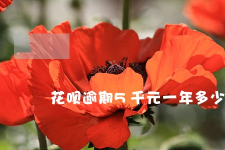 花呗逾期5千元一年多少利息 花呗逾期5千元一年多少利息