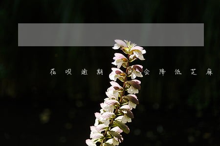 花呗逾期5天会降低芝麻分吗 花呗逾期5天会降低芝麻分吗