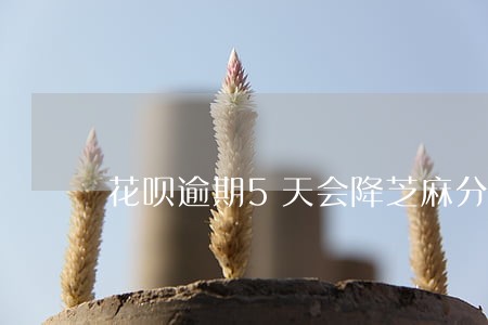 花呗逾期5天会降芝麻分 花呗逾期5天会降芝麻分