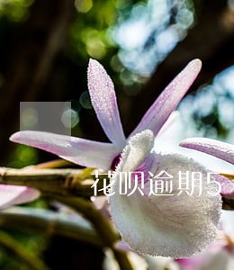 花呗逾期5天多少罚款 花呗逾期5天多少罚款